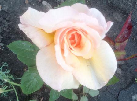 Красивые розы разных цветов