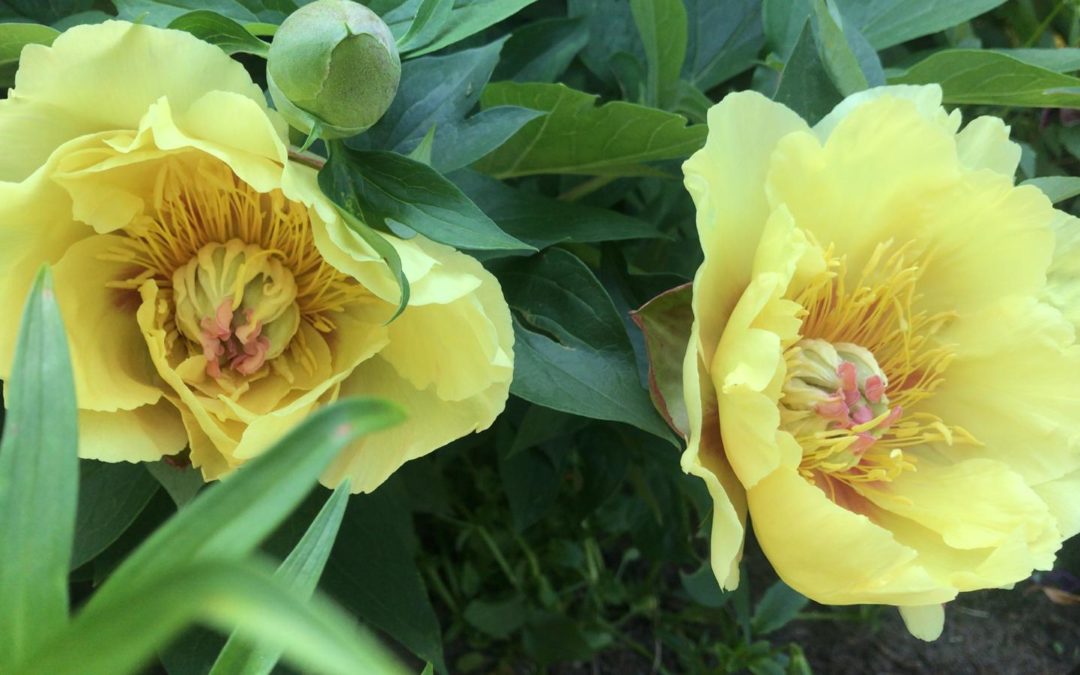 Цветы тюльпаны в саду у сестры: жёлто-лимонные