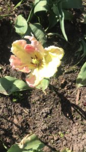 Цветы тюльпаны в саду у сестры -  пёстрый яблоневый