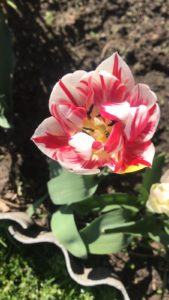 Цветы тюльпаны в саду у сестрытрый красно-белый