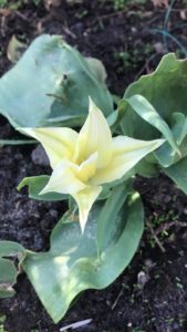 Цветы тюльпаны в саду у сестры  - морская звезда