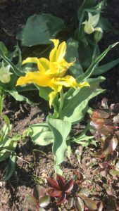 Цветы тюльпаны в саду у сестры жёлтый причудливый