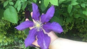 Цветы клематис в саду - фиолетовый цветок